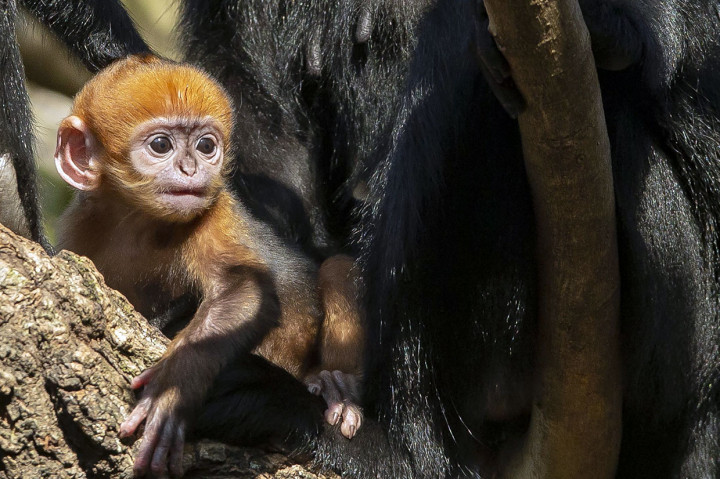 Monyet Langka Lahir Di Kebun Binatang Australia