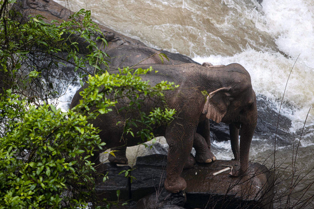 Dua gajah liar yang terjatuh ke dalam Air Terjun Haew Narok di Nakhon Ratchasima, Thailand berhasil diselamatkan oleh para petugas.