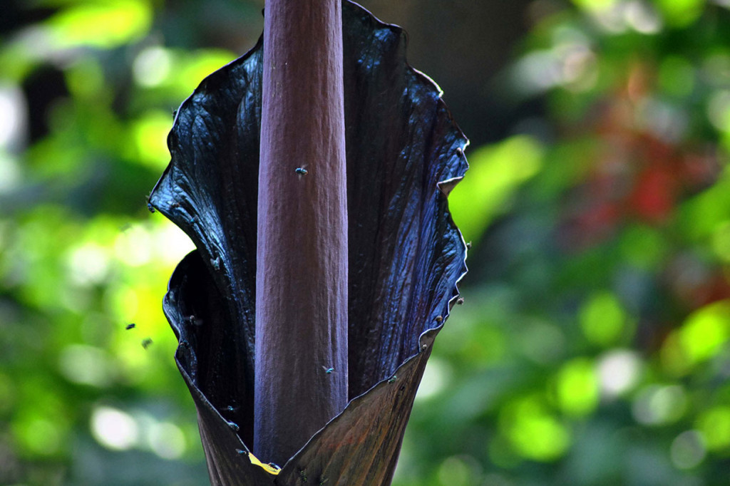 Bunga Amorphophallus gigas mekar sempurna di Kebun Raya Bogor, Jawa Barat, Minggu, 6 Oktober 2019.