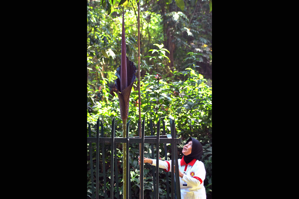 Bunga Amorphophallus gigas yang mekar sempurna dengan tinggi 290 cm dan dapat bertahan dua hingga tiga hari tersebut merupakan tanaman asal Padang Sidempuan, Sumatera Utara.  Tanaman langka tersebut pertama kali ditanam di Kebun Raya Bogor pada 4 Januari 2007.