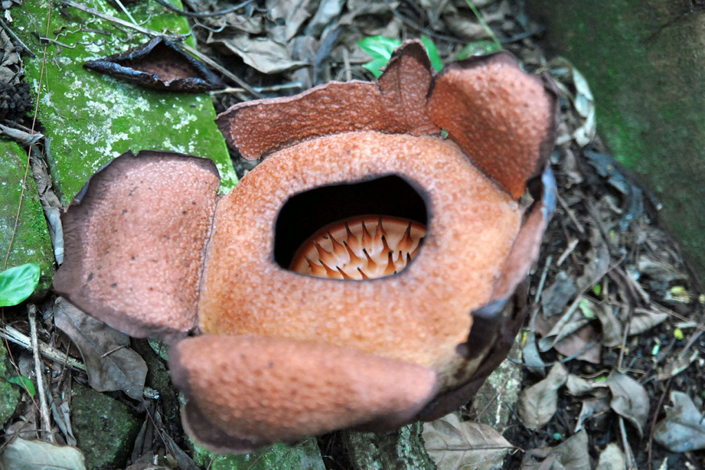 Satu lagi bunga langka yang mekar di Kebun Raya Bogor adalah jenis Rafflesia patma.