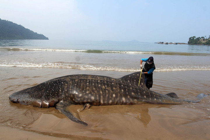 Seorang petugas dari Balai Pengelolaan Sumber Daya Pesisir dan Laut (BPSPL) Padang, mengukur seekor Hiu Paus (Rhincodon typus) yang terdampar di pantai Teluk Betung, Kecamatan Batang Kapas, Kabupaten Pesisir Selatan, Sumatera Barat. 