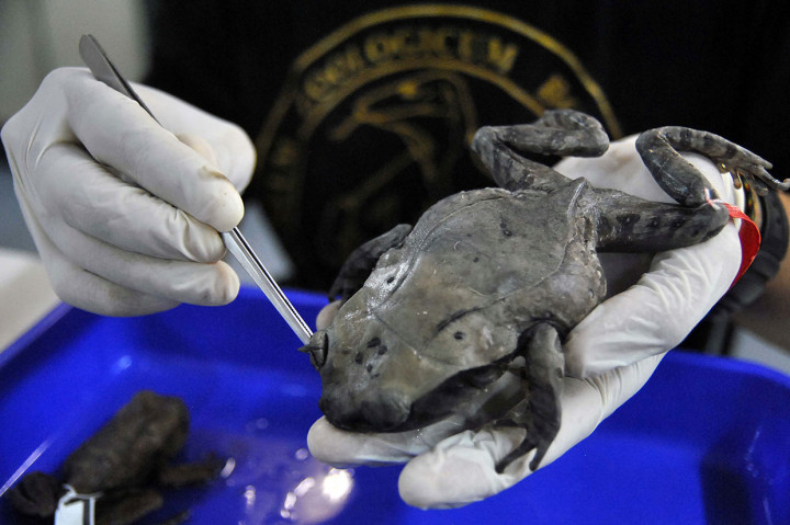LIPI menemukan spesies baru katak yang dinamai katak tanduk Kalimantan (Megophrys kalimantanensis). Katak tanduk Kalimantan ditemukan dalam ekspedisi di pegunungan Meratus di Kalimantan Selatan dan Kalimantan Timur, Bario (Sarawak), dan pegunungan Crocker di Sabah, Malaysia.