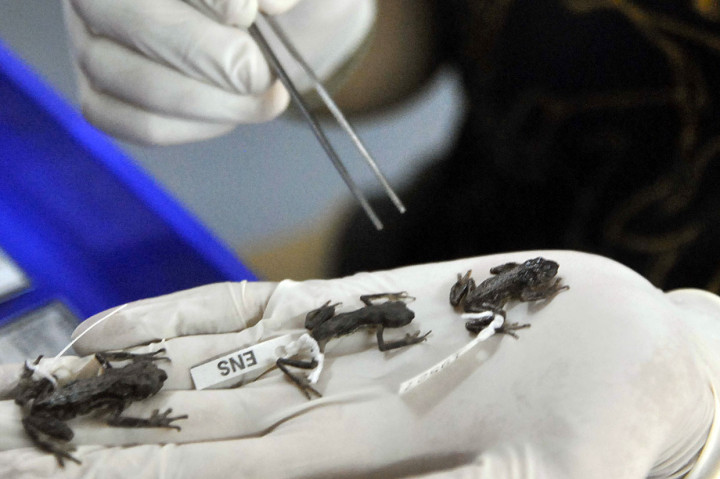 Peneliti LIPI juga menemukan tiga spesies baru kodok wayang dari hutan dataran tinggi Sumatera yaitu 'Sigalegalephrynus gayoluesensis' dari Aceh dan 'Sigalegalephrynus' burnitelongensis dari gunung Burni Telong, Aceh yang ditemukan di daerah utara Sumatera sedangkan 'Sigalegalephrynus harveyi' berasal dari gunung Dempo, Sumatera Selatan.