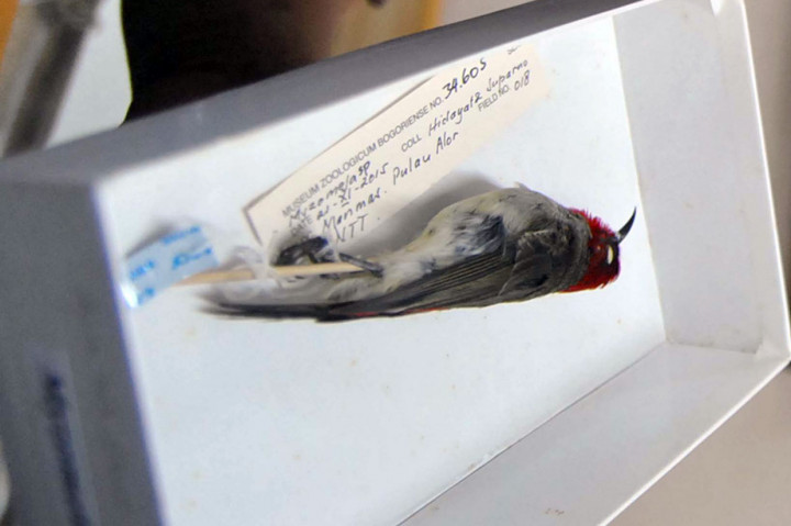 Selain katak dan kodok, peneliti LIPI mendeskripsikan spesies baru burung bernama 'Myzomela prawiradilagae', burung endemik di Indonesia tersebut ditemukan di Pulau Alor, Nusa Tenggara Timur.
