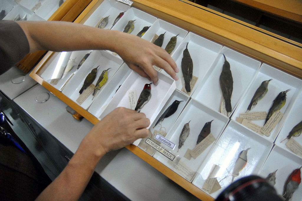 Penemuan burung jenis baru tersebut menambah daftar panjang temuan satwa endemik burung serta pengembangan penelitian ekologi dan konservasi burung di Indonesia.