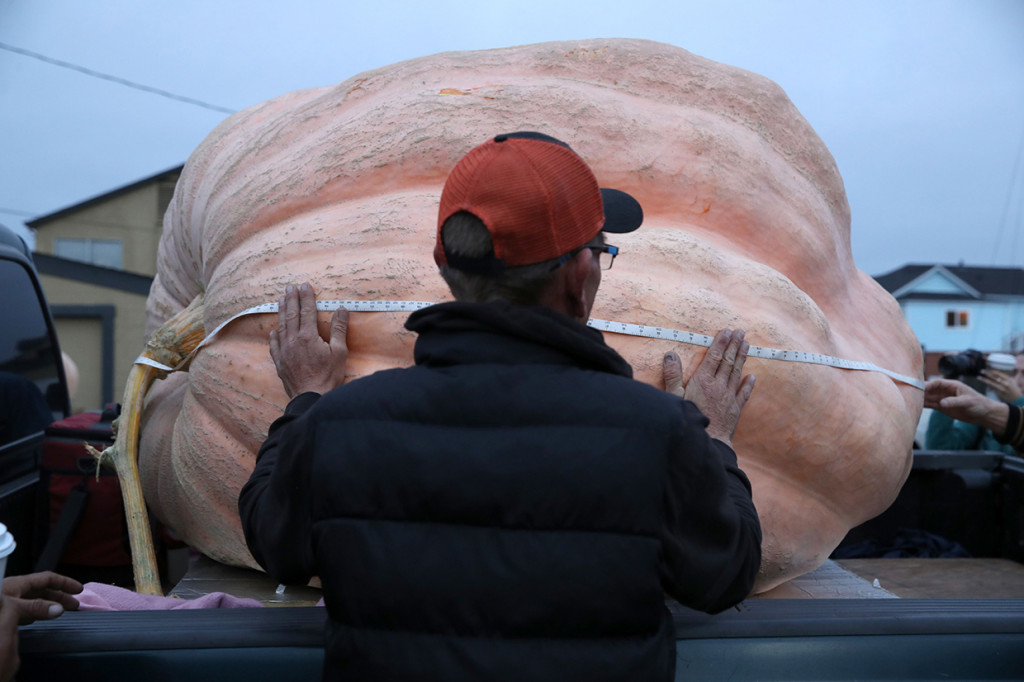 Pekerja mengukur labu raksasa dalam Safeway World Championship Pumpkin Weigh-Off di Half Moon Bay, California.
