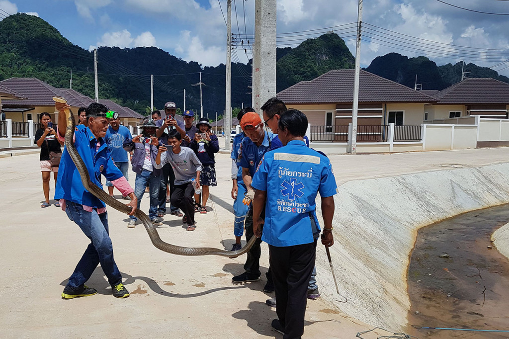 Sebelumnya, seorang penjaga keamanan di perumahan dimana ular berbisa terpanjang di dunia itu ditemukan pertama kali, memberitahu kelompok penyelamat pada hari Minggu, 13 Oktober 2019. Menurut keterangan, tanah yang dibangun untuk perumahan tersebut merupakan hutan, habitat bagi hewan-hewan liar.