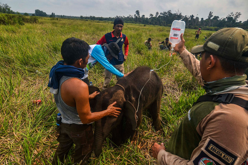 Petugas medis Balai Besar Konservasi Sumber Daya Alam (BBKSDA) Provinsi Riau memberikan cairan infus kepada seekor anak gajah sumatera liar yang terluka di kakinya saat proses evakuasi di Kecamatan Sungai Mandau, Kabupaten Siak, Riau, Rabu, 16 Oktober 2019.