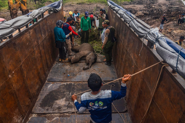Setelah dilakukan tindakan medis darurat di lokasi, anak gajah tersebut selanjutnya dievakuasi ke Pusat Pelatihan Gajah di Minas untuk menjalani perawatan selanjutnya.