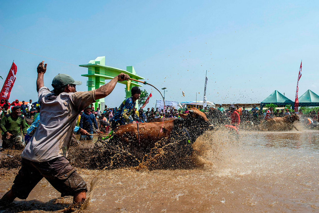 Peserta memacu sapi pada Karapan Sapi Brujul di Lapangan Wonoasih, Probolinggo, Jawa Timur, Sabtu, 19 Oktober 2019.