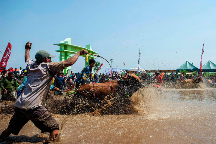 Peserta memacu sapi pada Karapan Sapi Brujul di Lapangan Wonoasih, Probolinggo, Jawa Timur, Sabtu, 19 Oktober 2019.