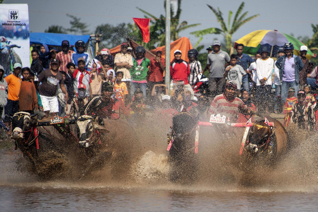 Dalam lomba tersebut, sapi dipacu dalam arena persawahan sepanjang 175 meter dan lebar 35 meter.