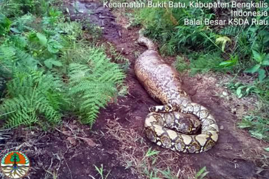Penemuan ular piton tersebut berkat laporan warga. Ular jenis 'Python bivittatus' tersebut ditemukan di Desa Api-api, yang berada di sekitar kawasan Suaka Margasatwa Bukit Batu, Selasa, 22 Oktober 2019. Reptilia dari famili 'Pythonidae tersebut diduga berasal dari kawasan konservasi Bukit Batu.