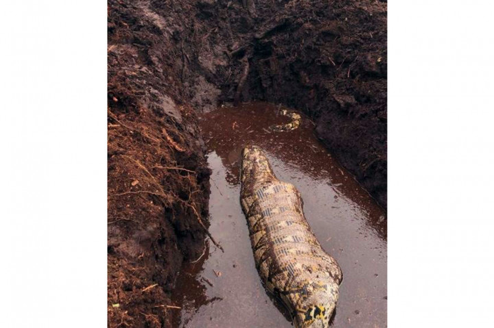 Ulat piton yang ditemukan masih hidup tersebut dalam kondisi sulit bergerak karena perut menggembung.