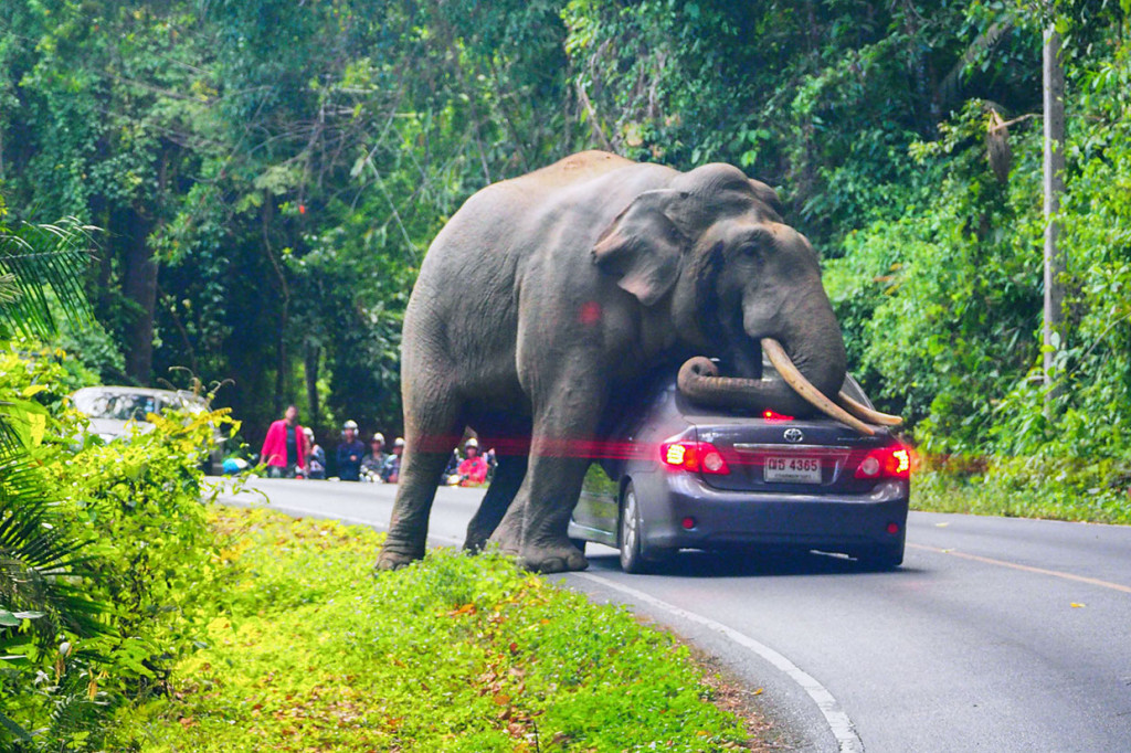 Foto yang diambil pada 29 Oktober 2019 memperlihatkan seekor gajah liar terlihat menabrak sebuah mobil kemudian mencoba mendudukinya, di Taman Nasional Khao Yai di Provinsi Nakhon Ratchasima, Thailand.
