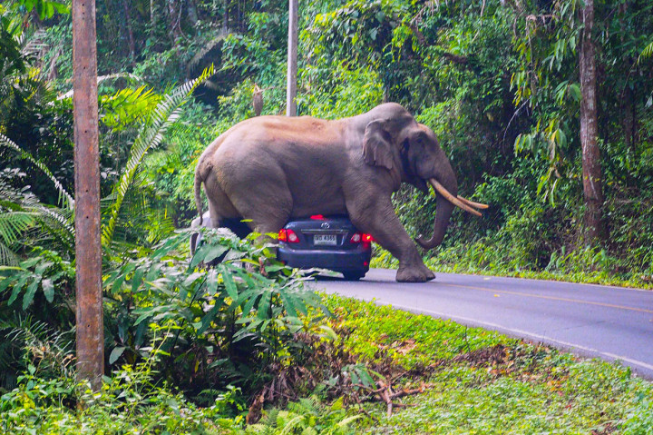 Beruntung sang pengemudi berhasil meloloskan diri tanpa cedera. Atap mobil mengalami sedikit kerusakan sementara kaca belakang dan samping retak.