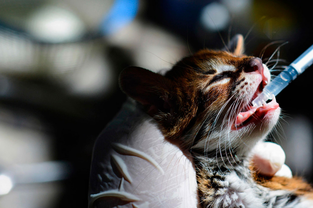 Petugas Balai Konservasi Sumber Daya Alam (BKSDA) Aceh merawat seekor anak kucing hutan (Prionailurus bengalensis). 