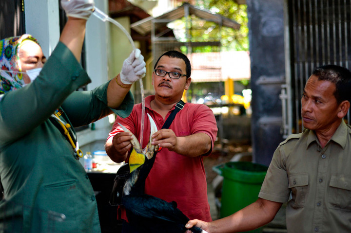 BKSDA Aceh merawat satwa langka dan dilindungi hasil sitaan dan serahan warga untuk direhabilitasi dan dilepasliarkan kembali kehabitatnya. 