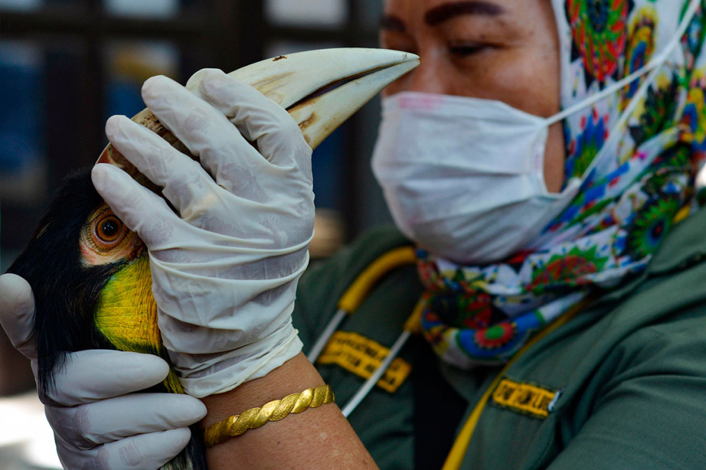 Satwa-satwa langka tersebut yakni anak siamang, dua ekor burung rangkong, dua ekor beruang madu dan anak kucing hutan.