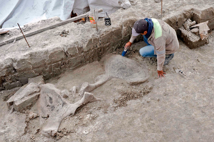 Seorang ahli National Institute of Anthropology (INAH) Meksiko tengah membersihkan tulang mamut yang ditemukan di Tultepec, Meksiko. 