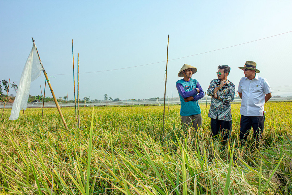 Padi yang dipanen tersebut merupakan varietas terbaru yakni varietas super genjah M70D yang merupakan hasil riset tim yang dipelopori Ketua HKTI Moeldoko.