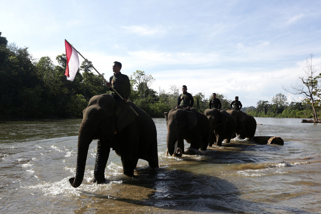 Para mahout yang menunggangi empat ekor gajah jinak bersama peserta kegiatan 100 tenda memberikan penghormatan kepada bendera merah putih serta mengheningkan cipta untuk arwah para pahlawan pejuang kemerdekaan Republik Indonesia dalam memperingati hari pahlawan 10 November. Antara Foto/Irwansyah Putra