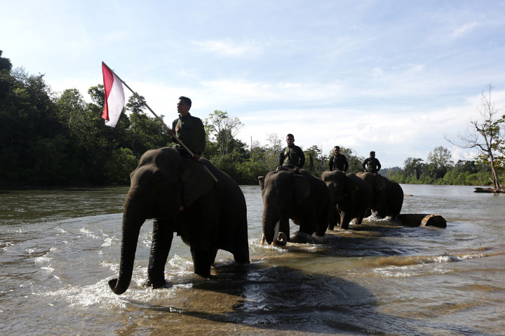 Para mahout yang menunggangi empat ekor gajah jinak bersama peserta kegiatan 100 tenda memberikan penghormatan kepada bendera merah putih serta mengheningkan cipta untuk arwah para pahlawan pejuang kemerdekaan Republik Indonesia dalam memperingati hari pahlawan 10 November. Antara Foto/Irwansyah Putra