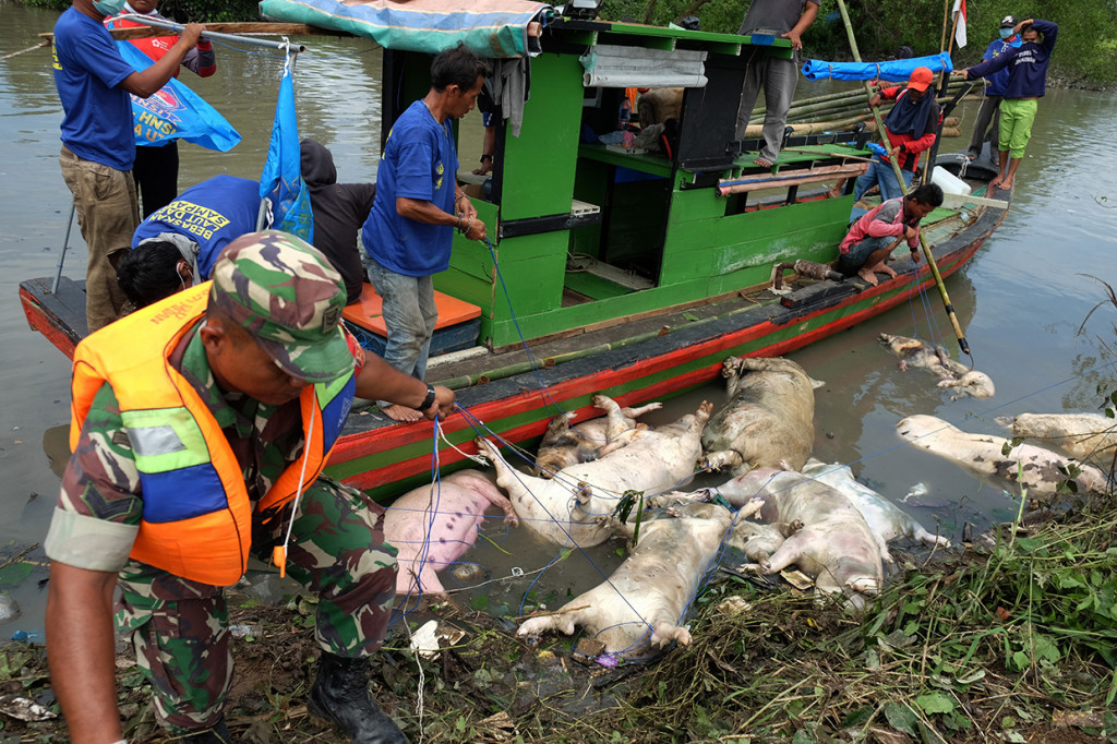 Personel Babinsa TNI mengangkat bangkai babi dari aliran Sungai Bederah, untuk dikubur, di Kelurahan Terjun, Medan, Sumatera Utara.