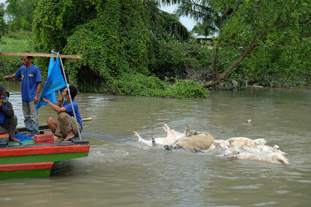 Petugas gabungan menyeret bangkai babi mengunakan perahu di aliran Sungai Bederah, untuk dikubur, di Kelurahan Terjun, Medan, Sumatera Utara.