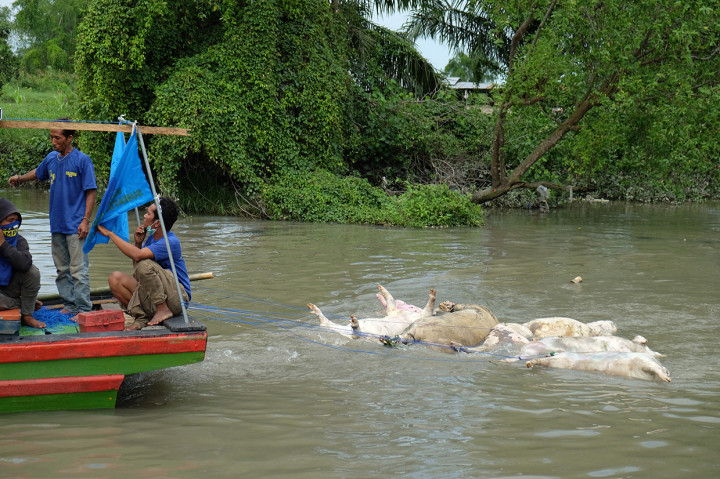 Petugas gabungan menyeret bangkai babi mengunakan perahu di aliran Sungai Bederah, untuk dikubur, di Kelurahan Terjun, Medan, Sumatera Utara.