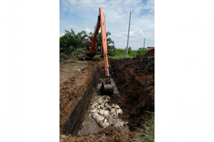 Sedikitnya 366 bangkai babi dikuburkan di beberapa titik dari 5.800 ekor babi mati yang diduga akibat wabah virus Hog Cholera dan African Swine Fever atau demam babi Afrika di 11 kabupaten/kota di Sumut..