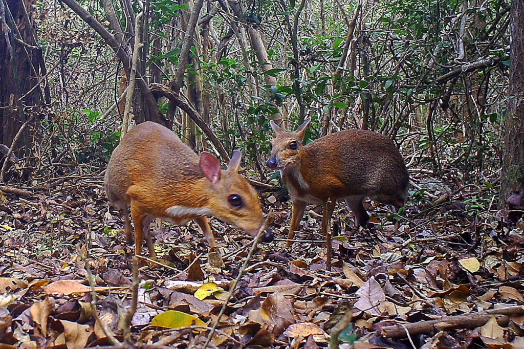 Gambar yang diambil dari rekaman kamera jebakan pada 19 Mei 2018 menunjukkan Chevrotain atau rusa tikus berpunggung perak ('Tragulus versicolor'), berada di lokasi yang tidak disebutkan di Vietnam.