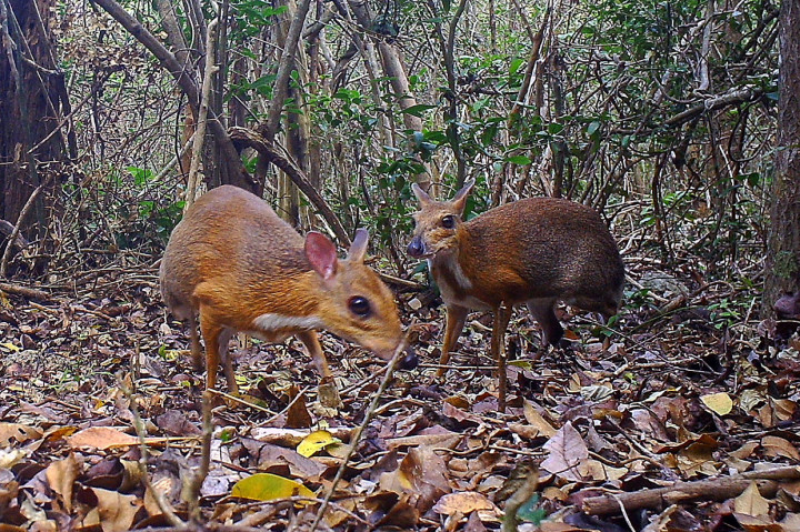 Gambar yang diambil dari rekaman kamera jebakan pada 19 Mei 2018 menunjukkan Chevrotain atau rusa tikus berpunggung perak ('Tragulus versicolor'), berada di lokasi yang tidak disebutkan di Vietnam.
