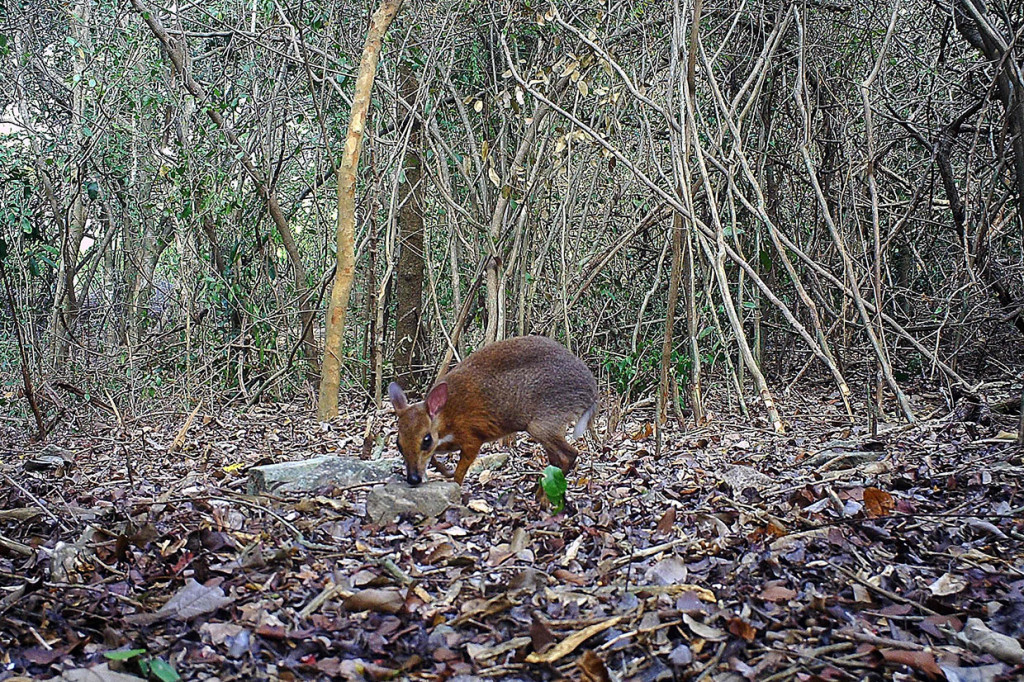 Jurnal ilmiah bulanan Inggris 'Nature Ecology & Evolution' terbit pada 11 November 2019 memuat foto pertama dan cuplikan chevrotain yang berpunggung perak, yang terakhir direkam lebih dari 25 tahun yang lalu dan merupakan mamalia pertama yang ditemukan kembali dalam daftar Global Wildlife Conservation dari 25 spesies hilang yang paling dicari.