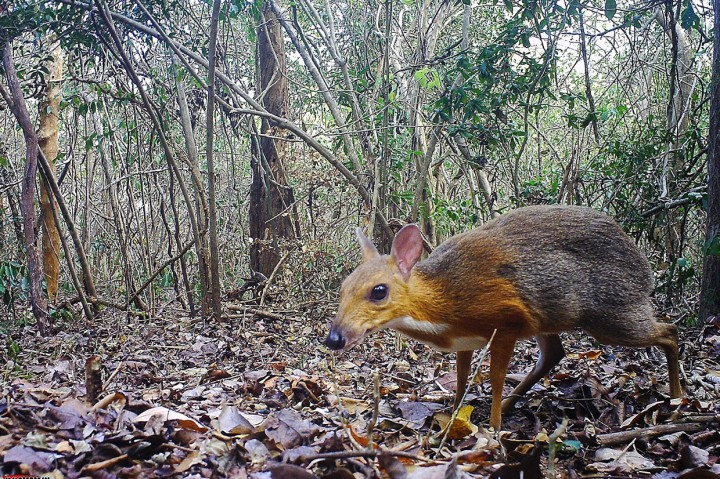 Tragulus versicolor pertama kali dideskripsikan pada 1910 berdasarkan pada beberapa binatang yang ditemukan di dekat Nha Trang, sekitar 450 kilometer (280 mil) timur laut dari Kota Ho Chi Minh. Dengan tidak adanya penampakan yang dikonfirmasi sejak 1990, para ahli berasumsi spesies itu pasti telah diperkriakan berada di ambang kepunahan akibat perburuan.