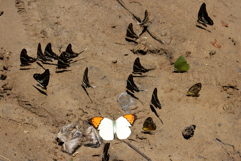 Berbagai spesies kupu-kupu terlihat di kawasan Taman Nasional Bantimurung Bulusaraung (TN Babul) di Maros, Sulawesi Selatan, Sabtu, 16 November 2019.