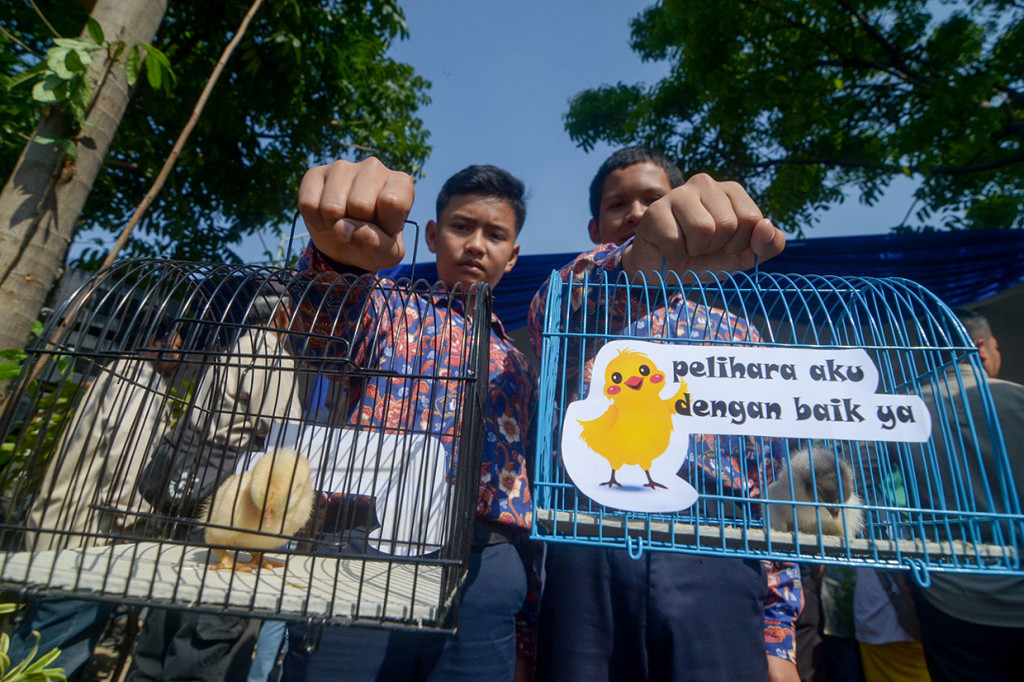 Program berbagi anak ayam dari Pemerintah Kota Bandung tahap pertama mulai disalurkan pada Kamis, 21 November 2019, dimulai dari 10 sekolah dasar (SD) dan dua sekolah menengah pertama (SMP) yang berada di Kecamatan Cibiru dan Kecamatan Gedebage.