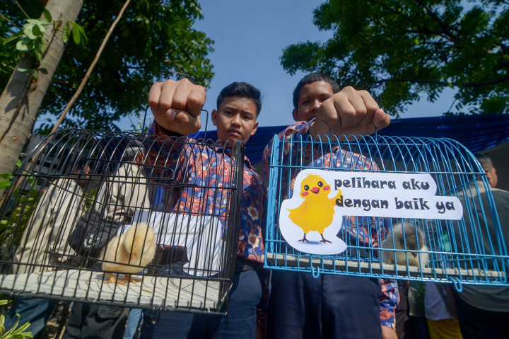 Program berbagi anak ayam dari Pemerintah Kota Bandung tahap pertama mulai disalurkan pada Kamis, 21 November 2019, dimulai dari 10 sekolah dasar (SD) dan dua sekolah menengah pertama (SMP) yang berada di Kecamatan Cibiru dan Kecamatan Gedebage.