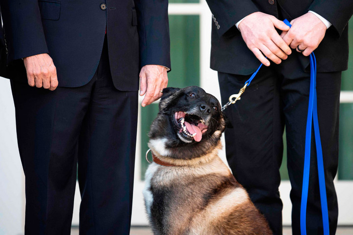Trump mengisahkan mengenai cedera yang dialami Conan ketika mengumumkan operasi terhadap Al-Baghdadi pada 26 Oktober lalu. Dia bahkan membongkar identitas anjing itu yang sebenarnya merupakan rahasia dengan mencicitkan fotonya.