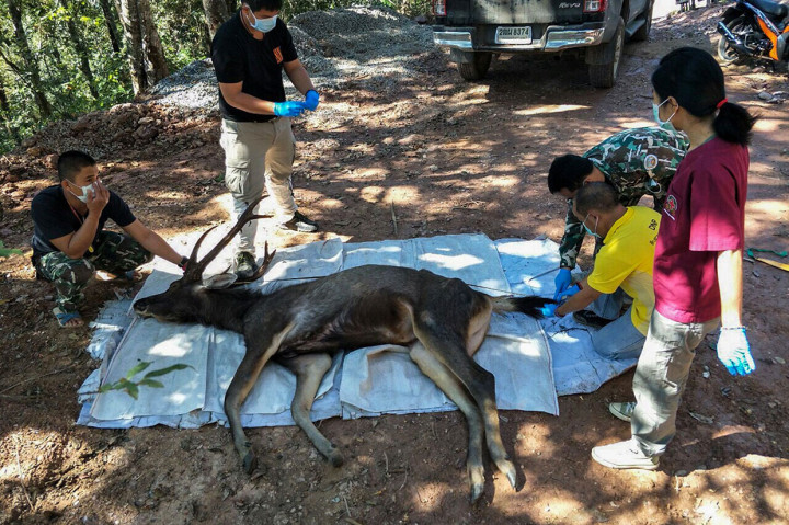 Dokter hewan bersiap untuk memeriksa seekor rusa yang ditemukan mati di Taman Nasional Khun Sathan di Provinsi Nan, Thailand, Selasa, 25 November 2019.