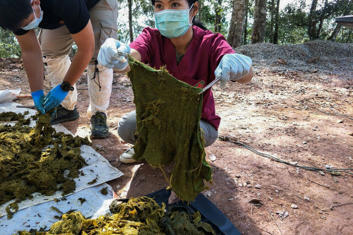 Plastik di dalam perut rusa tersebut terdiri dari berbagai jenis dan ukuranm mulai dari plastik bekas bubuk kopi, kemasan mie instan, kantong sampah, handuk, dan juga pakaian dalam.