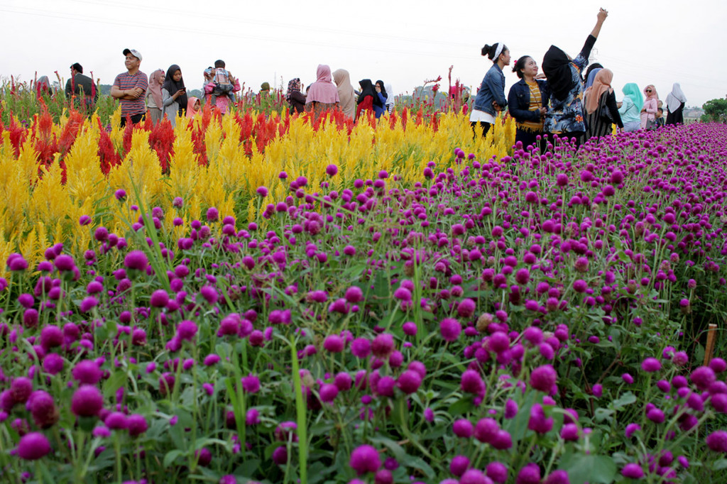 Pengunjung berswafoto di objek wisata kebun bunga 'Rainbow Garden' di Kecamatan Somba Opu, Gowa, Sulawesi Selatan. 