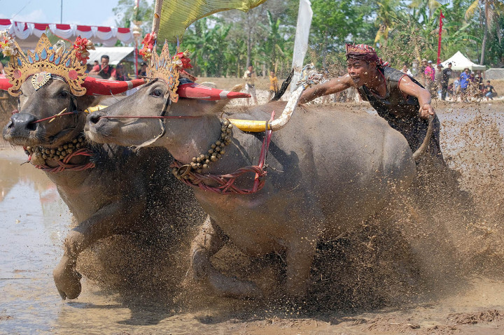 Peserta memacu kerbau di areal persawahan berlumpur dalam Lomba Makepung Lampit 2019 di Jembrana, Bali.
