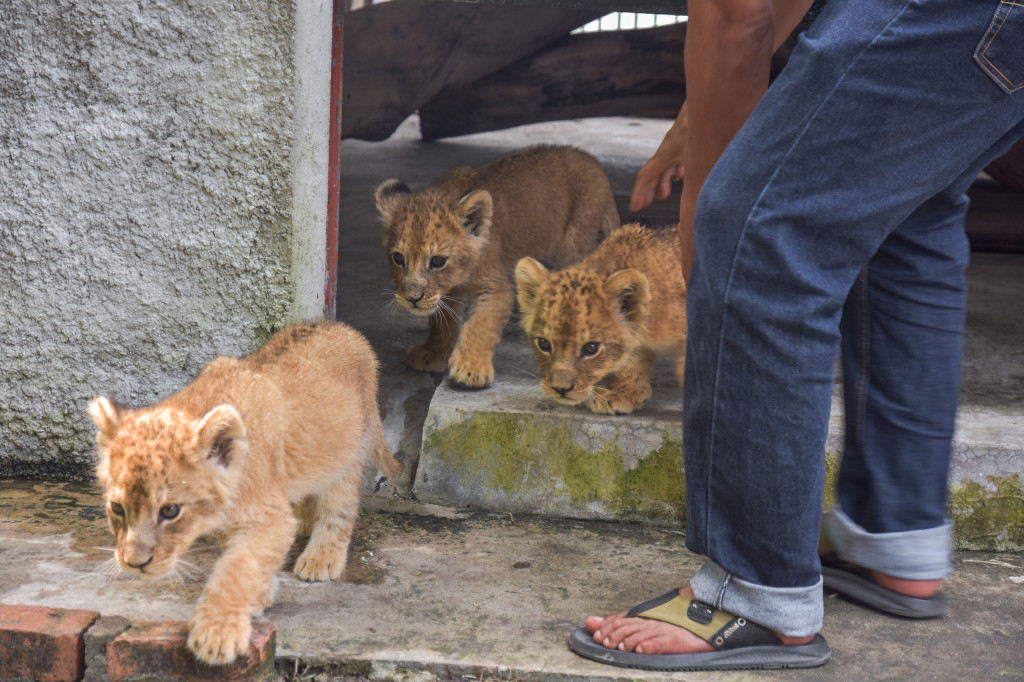 Sejumlah bayi Singa Afrika (Panthera leo melanochaita) keluar dari kandang penitipan di Kebun Bintang Kasang Kulim, Riau, Senin, 16 Desember 2019. 