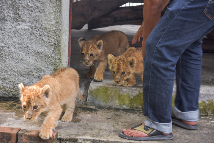Sejumlah bayi Singa Afrika (Panthera leo melanochaita) keluar dari kandang penitipan di Kebun Bintang Kasang Kulim, Riau, Senin, 16 Desember 2019. 