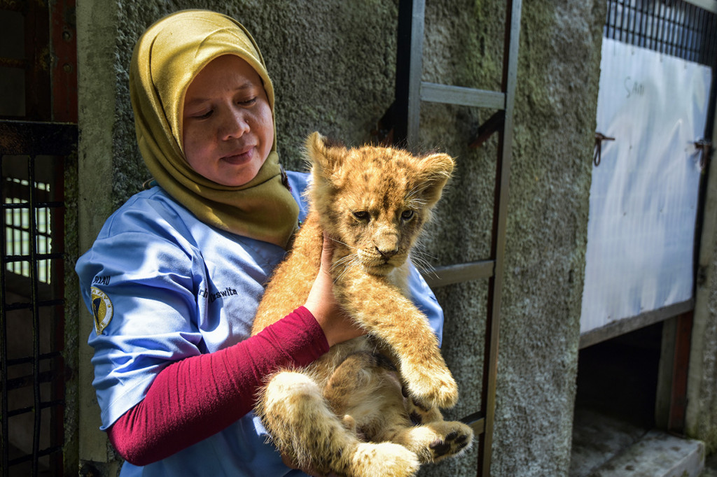 Empat bayi singa afrika berusia 4-6 bulan diselamatkan Polda Riau dari tangan sindikat perdagangan satwa dilindungi, di Pekanbaru pada Sabtu, 14 Desember. 