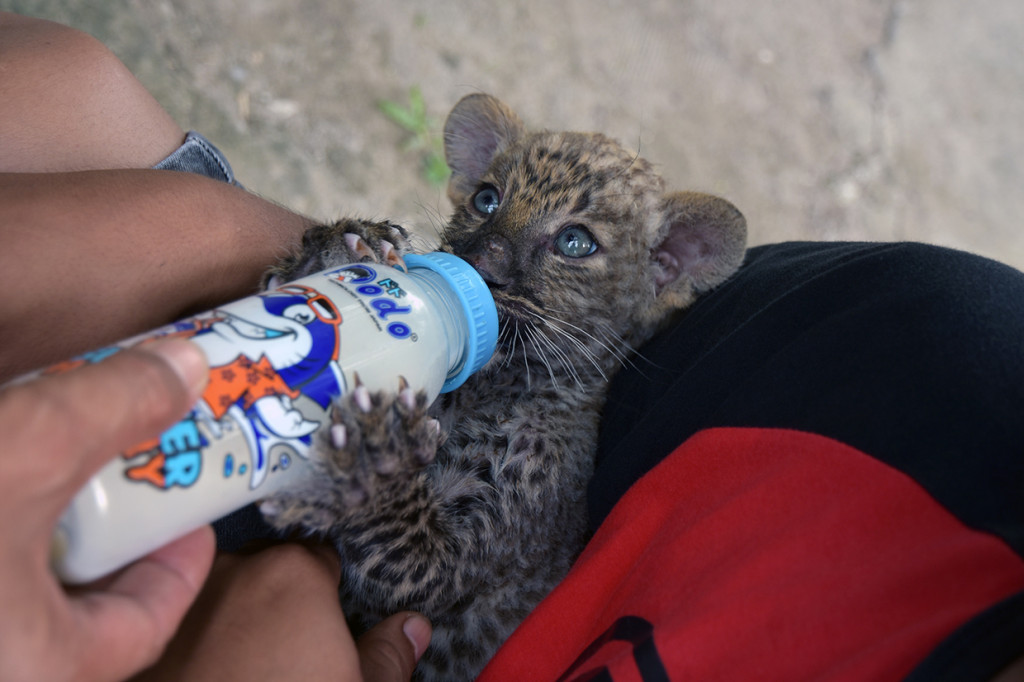 Selain bayi singa, polisi juga menyelamatkan seekor bayi leopard (Panthera Sp.