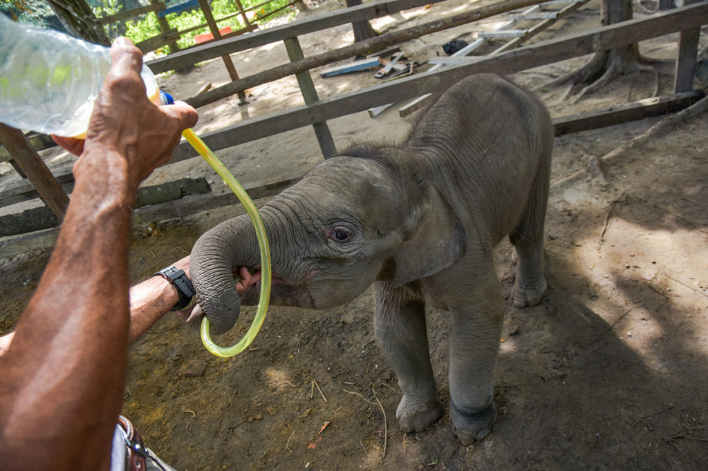 Seekor bayi gajah sumatera (Elephas maximus sumatrensis) berusia tiga bulan dengan luka di kaki kiri akibat jerat, berada di kandang perawatan Pusat Latihan Gajah Minas, Provinsi Riau.
