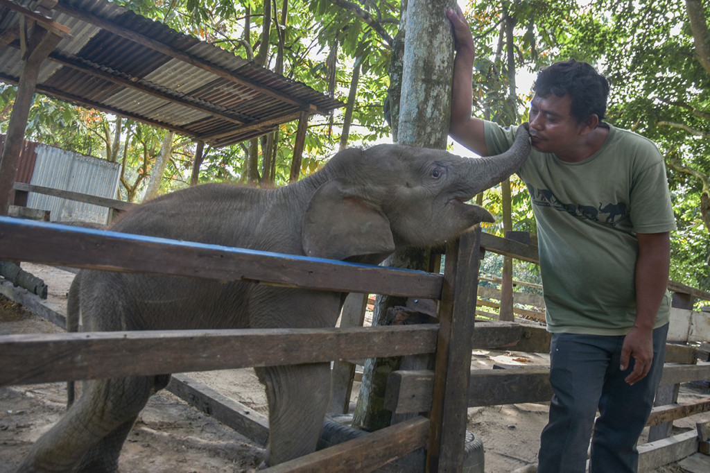 Balai Besar Konservasi Sumber Daya Alam Riau menyelamatkan bayi gajah betina itu dari jerat yang dipasang pemburu di konsesi perusahaan industri kehutanan di Kabupaten Indragiri Hulu.